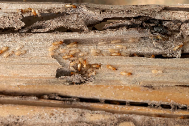 Pest Prevention Services in Lovington, IL